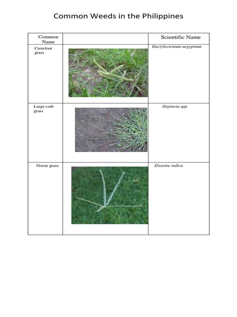 list common weeds in the philippines|Some Common Weeds of the Philippines .